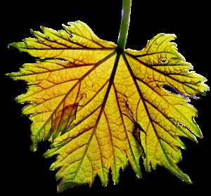 leaf, grape vine, sunlight